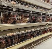 Équipement d'élevage personnalisé Cage de poulet à couches ...