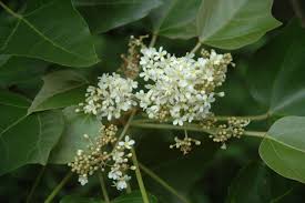 Image result for Aleurites