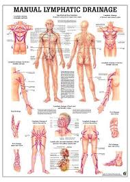 Lymphatic Drainage Laminated Anatomy Chart Lymphatic