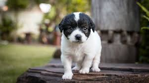 Check spelling or type a new query. Boston Terrier Mixes 20 Different Cross Breeds We Love