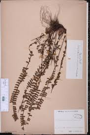 Image result for Stomatanthes sp.no.1