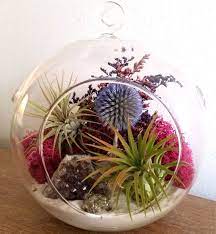 Diy Air Plant Terrarium Kit 6 Large Hanging Standing Etsy Terrariums Kits Air Plant Terrarium Succulent Gifts