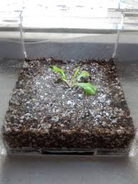 The ideal ph for a venus fly trap is in the acidic range of 4.9 to 5.3 (most normal plants and vegetables prefer a more neutral range of ph 5.8 to 7.2). Growing A Venus Fly Trap Indoors In A Dry Environment 6 Steps With Pictures Instructables