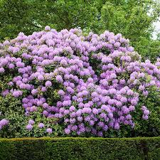 Image result for Buchnerodendron