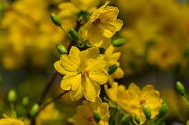 Image result for Ochna cyanophylla