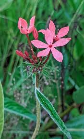 Image result for Otomeria elatior