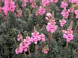 Your comment must be in english or it will be removed. Snapdragon University Of Florida Institute Of Food And Agricultural Sciences