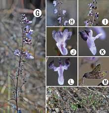 Image result for Isodon