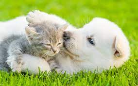 New videos all the time!subscribe: Playful Puppies Kittens Wellness Program Vet Centreville Va