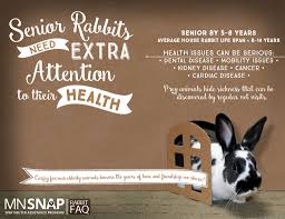 Senior Rabbits Require Extra Attention To Their Health And Wellness Rabbits Are Prey Animals Who Instinctive Rabbit Life Span Rabbit Life House Rabbit Society