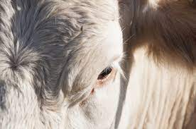 Charolais Deltagro
