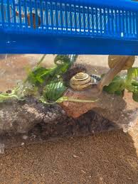 Idee Activite Enfants On A Fait Un Elevage D Escargots Terrarium En 2020 Elevage Escargot Terrarium Faire Un Terrarium