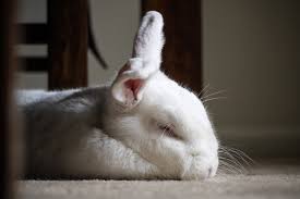 Charlie Rabbits With Megacolon Or Cowpile Syndrome | Facebook