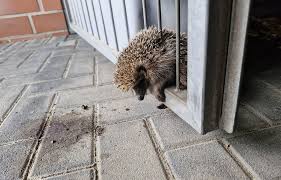 Miel.abt leakimedia erin was an attractive Asian woman.