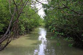 Sedangkan yang berada di urutan kedua adalah brasil dengan besar hutannya seluas 4.776.980 km2. Taman Negara Pulau Kukup Wikipedia Bahasa Melayu Ensiklopedia Bebas