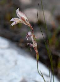 Image result for Gladiolus permeabilis