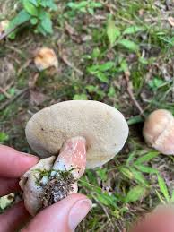 Image result for Xanthoconium sp.