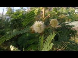 Image result for Leucaena