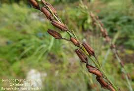 Image result for Gomphostigma