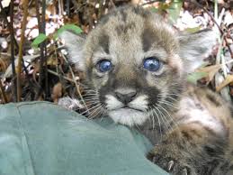 Welcome to maricopa county, the 4th populous county in the nation with over 13,000 employees working together to continually improve residents quality of air, environment, public health, human services, animal shelters, roads, planning & development, elections, courts, parks, and more. Florida State Animal Florida Panther