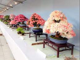 Satsuki has japanese meaning, sa meaning five, and tsuki meaning month or moon. Satsuki Azalea Bonsai Care Youtube