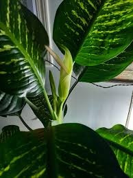Image result for dieffenbachia flower