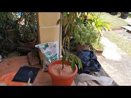 Manis, legit, lembut serta daging tebal dan berbiji kecil merupakan ciri khas buah durian musangking asli. Tanam Pokok Durian Musang King Dalam Pasu Daripada Polybeg Youtube