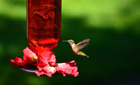 Do you have the right hummingbird feeder? Will More Hummingbird Feeders Attract More Birds Shawna Coronado