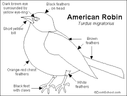 Help your children learn about wildlife in their environment with our coloring pages. Robin Printout Enchantedlearning Com