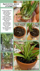Bright to moderate soil type and ph preferred: Spider Plant Water Propagation Plants Plant Care Houseplant Water Propagation