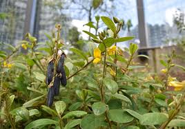 Image result for Crotalaria comosa