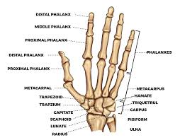 Image result for Normal Anatomic Position of the Hand and Wrist