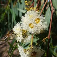 Image result for Eucalyptus camaldulensis