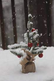Christmas tree with snow falling. Little Christmas Tree And Snow Falling 6 Photograph By Cathy Lindsey
