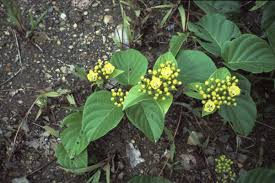 Image result for Merremia verecunda