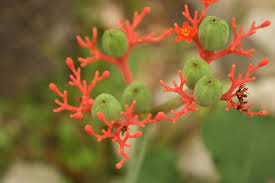 Image result for Metteniusaceae