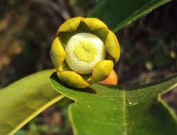 Image result for Uvaria kirkii