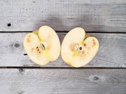 Let's discuss how you can preserve your apples, eat fresh, and save some money along the way. How To Store Apples And Keep Them Fresh