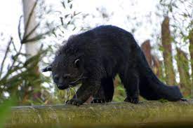 They are the sworn protectors of the tree of life. Binturong Animal Facts Arctictis Binturong Az Animals