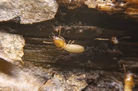 We offer solutions to pest problems, both big and small, for the residences and businesses within our service area. Termite Control Austin Pest Control Magic Pest And Lawn Austin Tx