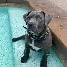 Jun 23, 2021 · cesar is the proud owner of a ranch called the dog psychology centre located in santa clarita, california. Cesar Millan On Twitter 10 Years Later We Miss You Everyday Daddy