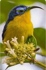 Black Bird With Bright Yellow Belly Pin By Sarah I Anson On Blue And Yellow Cottage Beautiful Birds Pretty Birds Pet Birds