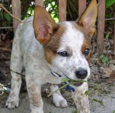 Australian Cattle Dog Mix Variants All Dog Breeds Cattle Dogs Rule Austrailian Cattle Dog Cattle Dogs Mix