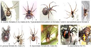 Most black widow spiders' bodies are 3 to 10 mm in size. Natureplus Identification Fact Sheet False Widow Spiders Steatoda Spp