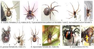 Image captionlouise edwards was bitten by a spider matching the description of a noble false widow. Natureplus Identification Fact Sheet False Widow Spiders Steatoda Spp