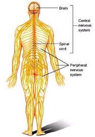 The nervous system is the controlling system of the body and is composed of nerve cells and organs. Nervous System Vertebrate Accessscience From Mcgraw Hill Education