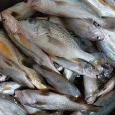 Makanan yang baik bisa membuat ikan cupang cepat besar dan lebih cantik. Ikan Mayong Ikan Duri Sea Products Division