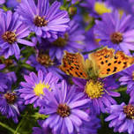 Native Plant & Pollinator Workshop | Food + Farm...