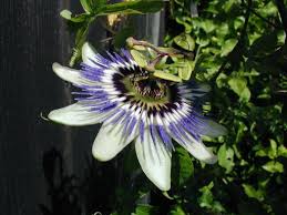 Image result for Passiflora caerulea