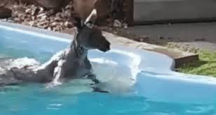 We would like to show you a description here but the site won't allow us. Kangaroo Takes A Dip In Backyard Pool